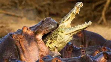 Hippo Vs Saltwater Crocodile Key Differences