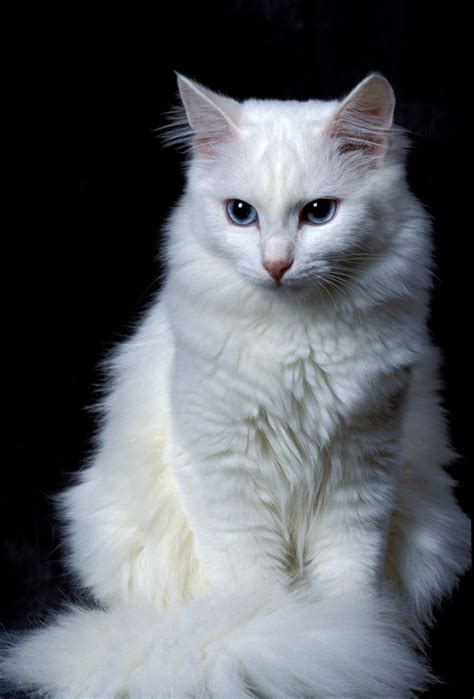 turkish angora cat info personality kittens pictures