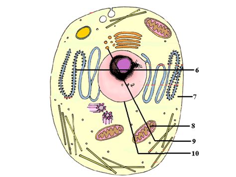 Diagram of plant cell and animal cell? 35 Label The Cell Answers - Labels Database 2020