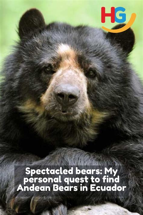 Everything You Ever Wanted To Know About Ecuador Andean Bears