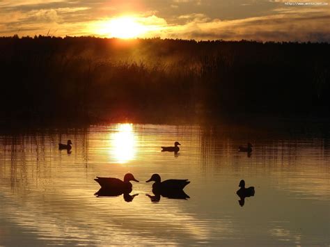 Download Mobile Wallpaper Landscape Nature Water Sunset Ducks Sun