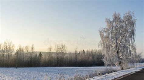 Birch Trees In Snowy And Sunny Winter Day Snowy Silver Birch Winter