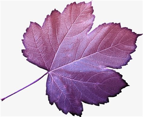 Purple Maple Leaf Maple Leaf Leaves Leaf Png Image And Clipart For