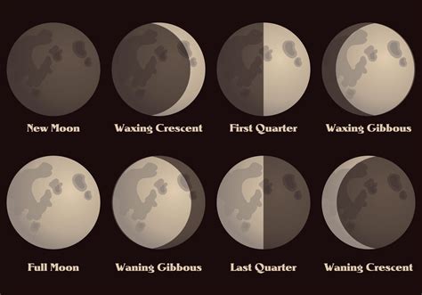A Vector Set Of Moon Phases Perfect For Education Graphics Ai And Eps