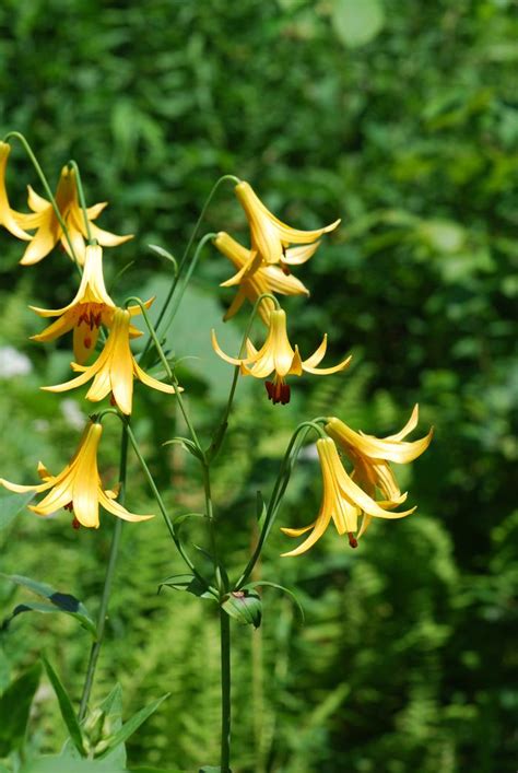 canada lily lilium canadense from new england wild flower society