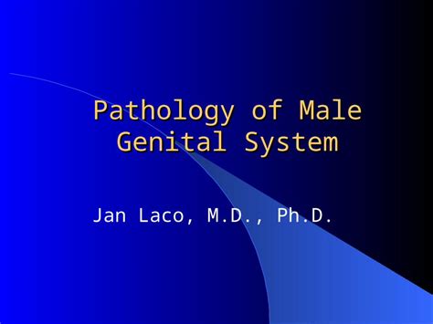 Ppt Histology Of The Male Genital System Dokumen Tips Hot Sex Picture