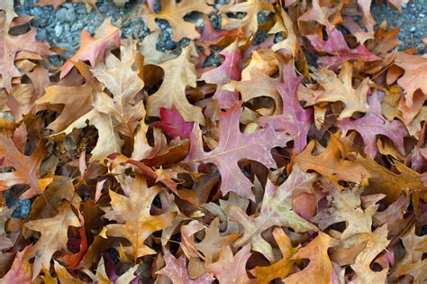 Free Stock Photo 5165 Dry fallen leaves | freeimageslive