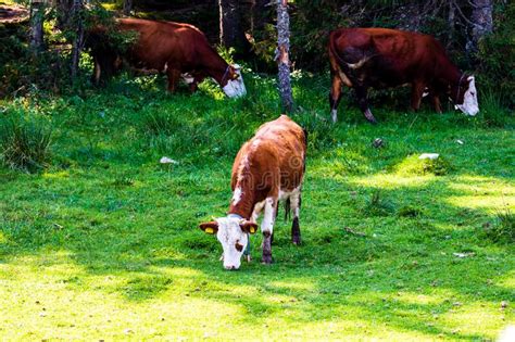 Cow Standing And Grazing On Grassy Field Sunny Day Stock Photo Image Of Filed Domestic