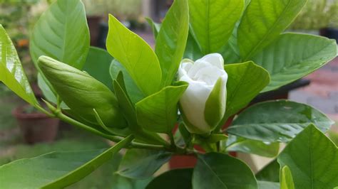 Gardenia Growing And Caring In Hot Tropical Climate Youtube