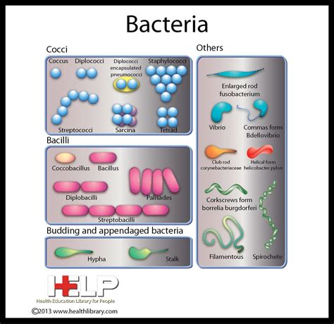 Bacteria Microbiology Pathophysiology Nursing Biomedical Science