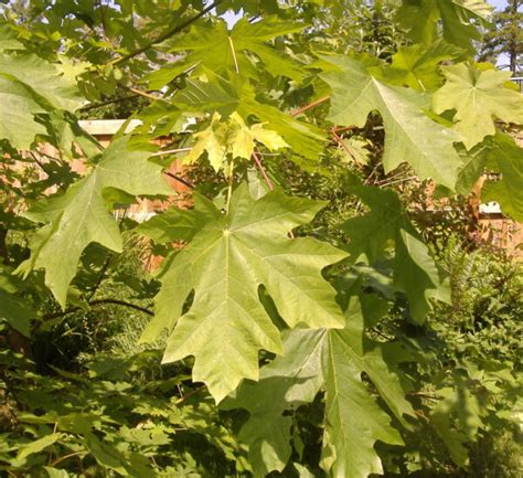 Acer Macrophyllum Big Leaf Maple Greenflownurseries