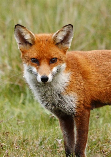 Foxes Foxes And More Foxes The Wilden Marsh Blog