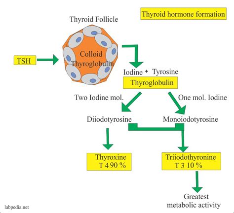 thyroid part 5 thyroxine total t4 total