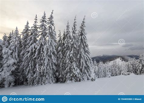 Beautiful Winter Mountain Landscape Tall Dark Green Spruce Trees