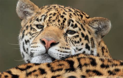Wallpaper Face Predator Jaguar Wild Cat Images For Desktop Section
