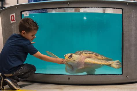 Sea Turtle Recovery Exhibit At South Carolina Aquarium Highlights Vital