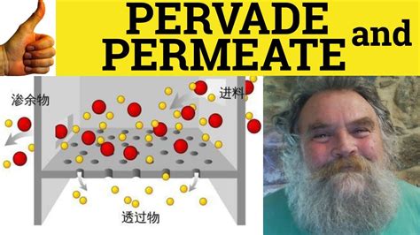 🔵 Pervade And Permeate Pervade Meaning Permeate Examples