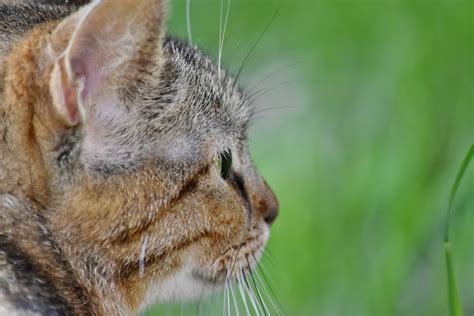 Kostenlose Bild Gestreifte Katze Tier Katze Neugierig Niedlich Hauskatze Ökologie