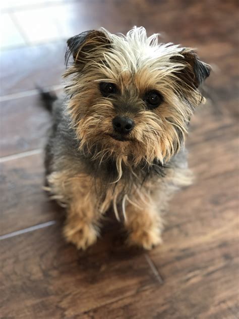 Send me more info on this pet! YorkiePoo Puppies For Sale | Delano, MN #300535 | Petzlover