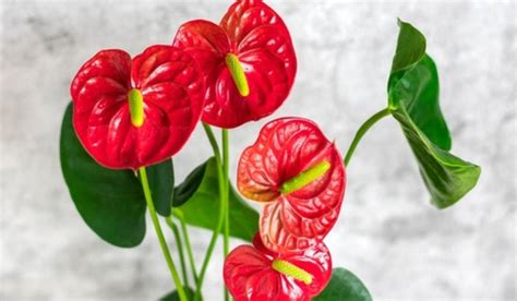 Anthurium Andraeanum Growing And Caring Tips Of Painters Palette