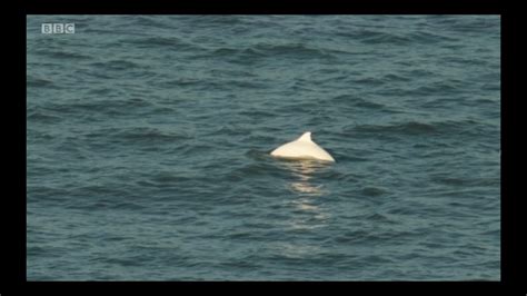Incredibly Rare White Porpoise Spotted Off The Coast Of Britain Youtube