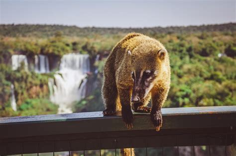 Conoce Las Cataratas Del Iguazú Con Nuestro Guía De Viaje 2021