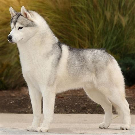 Siberian Husky For The Love Of Purebred Dogs