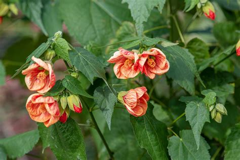 How To Grow And Care For Abutilon Plants