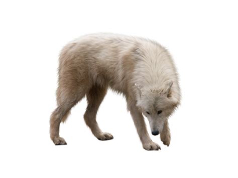 Cute Wolf Looking On The Ground Png Image Purepng Free Transparent
