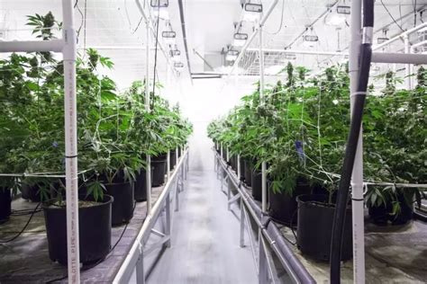 6 Benefits Of Modular Cannabis Grow Rooms Starrco
