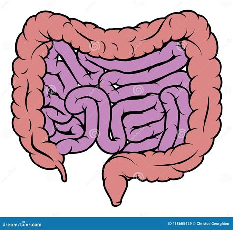 Intestine Gut Digestive System Diagram Stock Vector Illustration Of