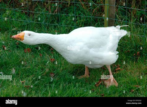 Angry Goose Hi Res Stock Photography And Images Alamy