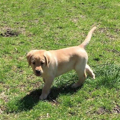 √√ Golden Retriever Puppies For Sale 200 North Western Cape South