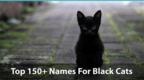 Top 150 Names For Black Cats Funny Unique Pop Culture