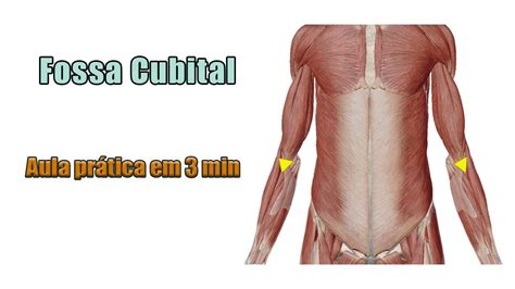 Fossa Cubital Limites E Conteúdo Anatomia Humana Anatomia Youtube