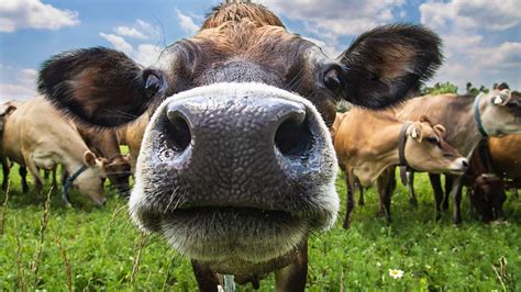 Close Up Of Face Of Cow In A Field Getty Images Animal Wallpaper