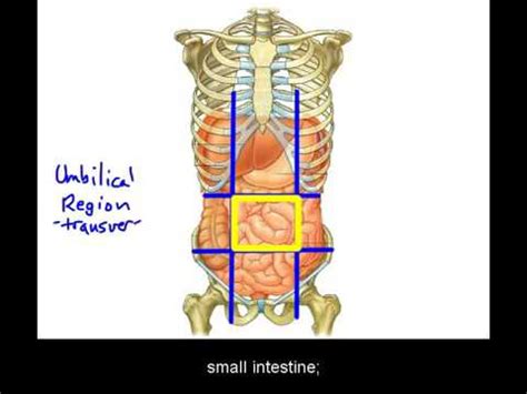 There are multiple anatomical areas within the abdomen, each of which contain specific contents and are bound by certain borders. Basic abdominal anatomy - YouTube