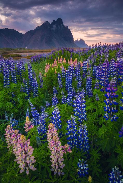 Stunning Nature Incredible Midnight Sun And Endless Fields Of Lupine
