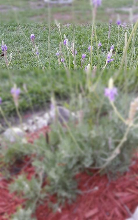 So Proud Of Myself For Growing These Beautiful Lavender Plants In