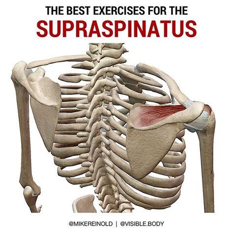 Best Supraspinatus Exercises By Mikereinold⠀ ⠀ 🧠 Exercise
