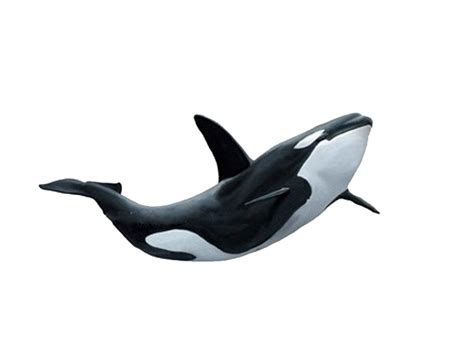 Killer Whale Png Transparent Image Download Size 1024x746px