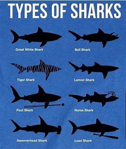 Shark Identification Chart Delaware Surf Fishing Com