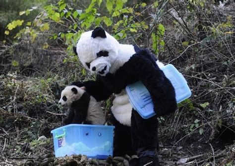 Chinese Researchers Dress Up In Adorable Slightly Creepy Panda