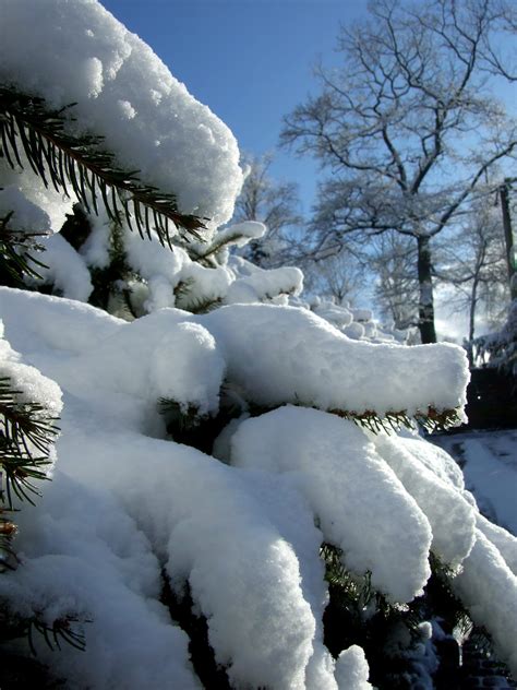 Free Images Tree Branch Snow Winter Ice Weather Garden Season