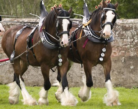 The Clydesdale Horse Breed Profile
