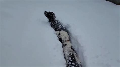 Dogs Enjoy Record Braking Snow In Alaska Weatherbug