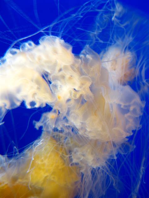 Jellyfish Tentacle Mass Jellyfish Tentacles Fish Pet Ribbon Bows