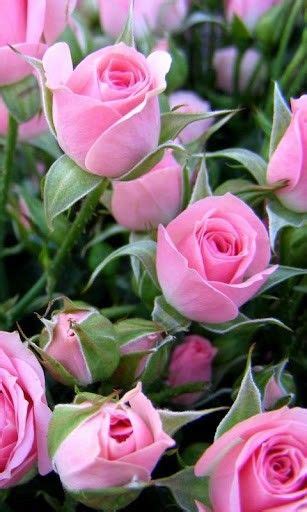 72 Best Pink Roses The Most Beautiful Flower In The World Images On