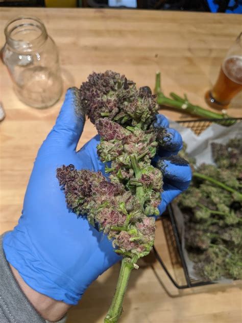 How To Grow Purple Cannabis Flowers Growdoctor Guides