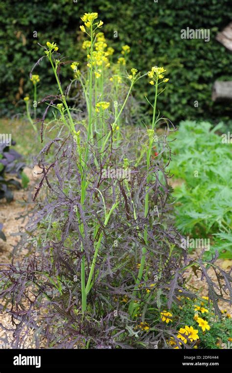 Black Mustard Brassica Nigra Is An Annual Plant Cultivated For Its